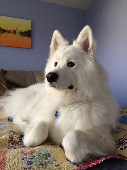 skookumthesamoyed:I guess this must be comfortable, but I don’t understand why he puts his fro