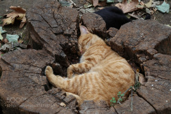 rokuthecat:  Sleeping  by Ingrid_Belova one of a lot of sleeping cats in Istanbul animal,animals,cat,cute,funny,ginger,istanbul,sleeping,turkey,wildlife 