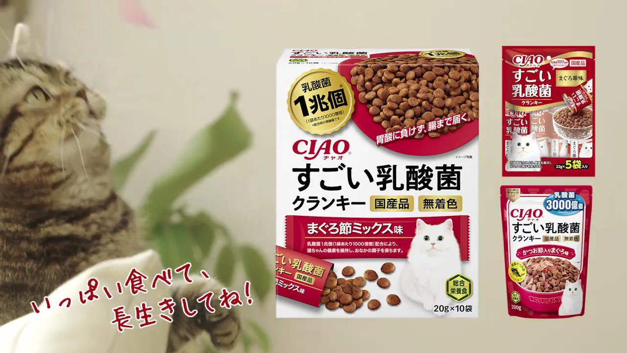 動画NOW!! — いなばペットフード CIAO すごい乳酸菌クランキー のCM 「猫が歌う」篇。 動画NOW!! — いなばペットフード CIAO すごい乳酸菌クランキー のCM 「猫が歌う」篇。