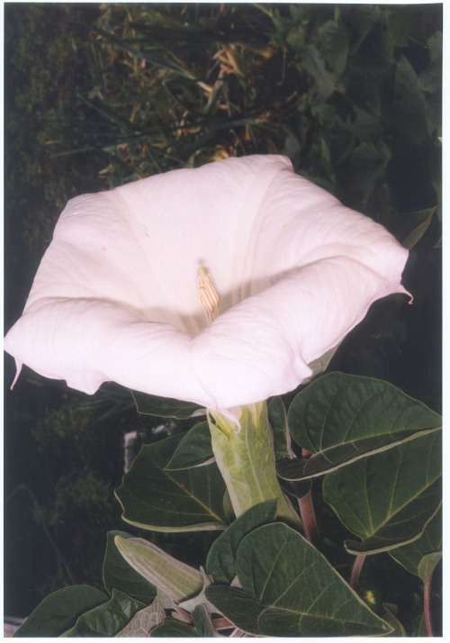 fernsandmoss: Datura inoxia