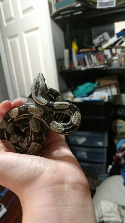 empyreanreptiles:Poltergeist is getting better about not trying to bite everything that moves. I dis