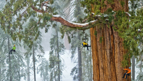 This 3200 Year Old Tree is So Massive, It’s Never Been Captured in a Single Image…Until