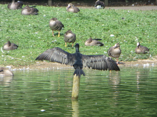 A cormorant spreading it’s wings to dry them in the sun at WWT Slimbridge.I am not entirely sure of 