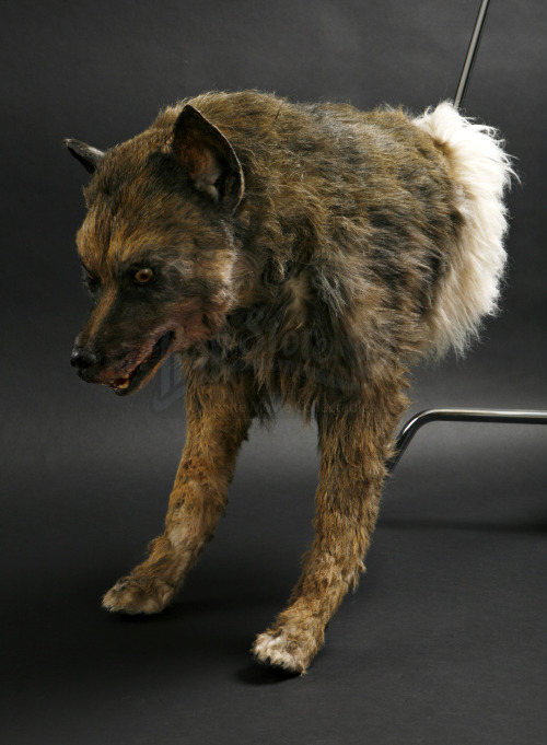 Ok, I know… Not a werewolf. But, still cool! It’s the Maugrim puppet from the first Nar