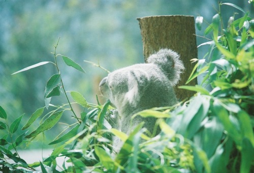 先日訪れた動物園のコアラさんが亡くなった。 どの子だか分からないけど、こんな風にファインダー越しでずっと見つめてたせいか、凄く寂しくなった。 他の若い子達が屋外の木にしがみついているなか、この子だけ広