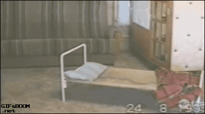 gifsboom:Dog praying before bed sleep