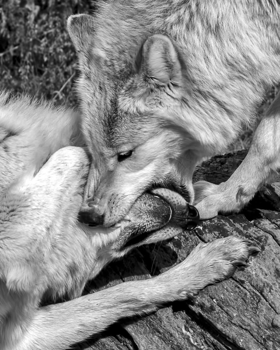 worldofwolvesofficial:  By getinkshedtears http://getinkshedtears.tumblr.com 