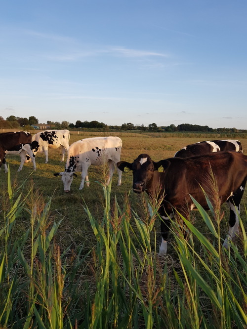 blossoming-hearts: Cows are such beautiful creatures.