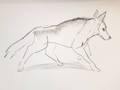 Here’s a few of my wolf drawings that I did from yesterday’s animal life drawing session at Walt Dis