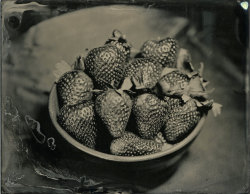 brookelabrie:strawberries in a bowl - tintype photograph{ now available in my etsy shop }© BL I’m really excited to be making wetplates again!!! and I want to pass on that excitement by offering 20% off all tintypes in my WetplateWares etsy shop for