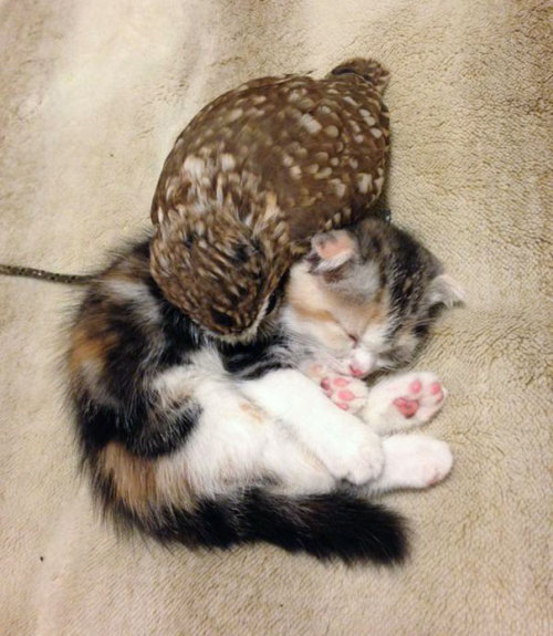 vastderp: thisismycleverhandle:  awesome-picz:    Kitten And Owlet Become Best Friends And Nap Buddies  Hair on fleek   Feather cat likes paw cat. Very nice. 