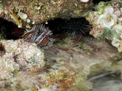 I spent a little time talking to some Diadema today. Palms at Pelican Cove, St. Croix, USVI. c. 2014