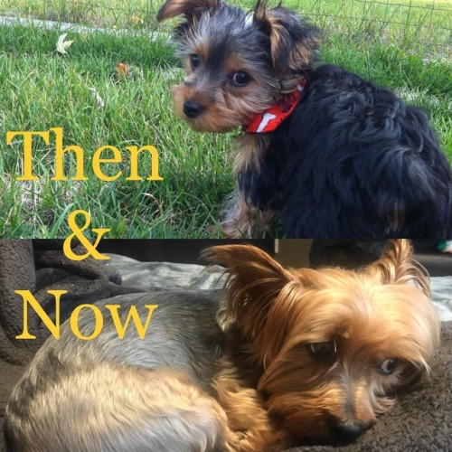 All grown up #thenandnow #yorkie #yorkiesofinsta #yorkiepuppy #yorkieadult (at Hanover Park, Illinoi