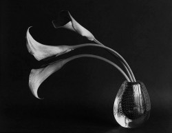 noir-absolu:  3 Calla’s by Bakelaar en Waardenburg 