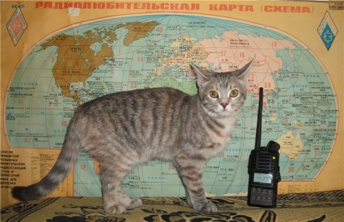 totheark: ham radio cats