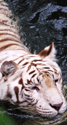 itriedtobeperfectbut:  White Tiger ❤️