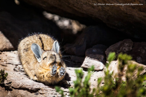 boredpanda:10+ Of The Funniest Entries From The 2016 Comedy Wildlife Photography Awards