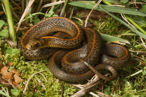 Todays Snake Is:The Northwestern Garter Snake (Thamnophis ordinoides) is a nonvemous species endemic