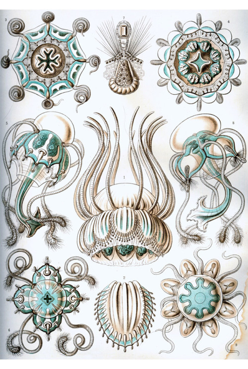 theolduvaigorge:wolfgirlskye:Ernst Haeckel pieces.Purchase for the history or the illustrations?