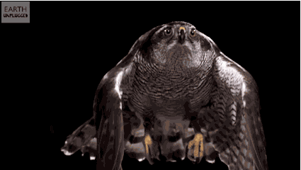 thepredatorblog:  becausebirds:  Hawk grabbing a water balloon in slow motion! I