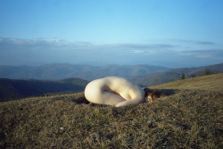 naked-yogi:  outsh:  kevineubanks  Those mountains look like home. 