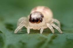 singing-satyr:  TINY SPIDERS