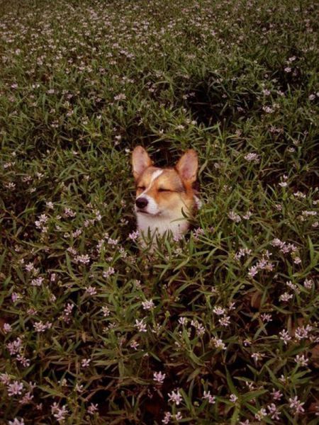 cuteanimalsaww:  Follow For More Cute Animals