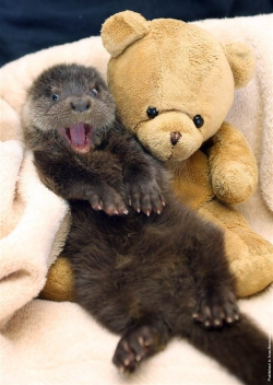 awwww-cute:  This otter can’t even handle