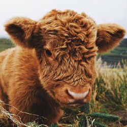 tamarhope:  Isn’t this just the cutest little baby ever??? 🐮🐮🐮 I’m so happy that @cowspiracy is now available to watch on Netflix!!!! Seriously this documentary is AMAZING and so informative, if you care at all about the planet that we live