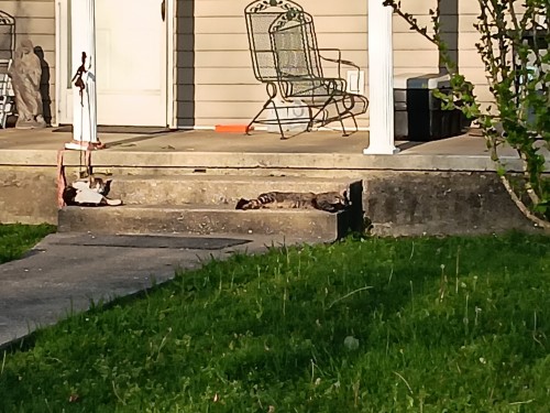 Neighborhood Cats (II)
