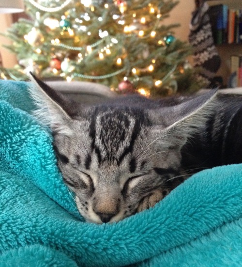 februarywhite:My sister’s adorable Christmas kitten!