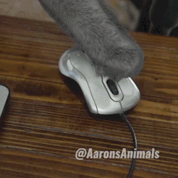 sizvideos:  Aaron’s cat makes the ultimate viral cat video - Full video