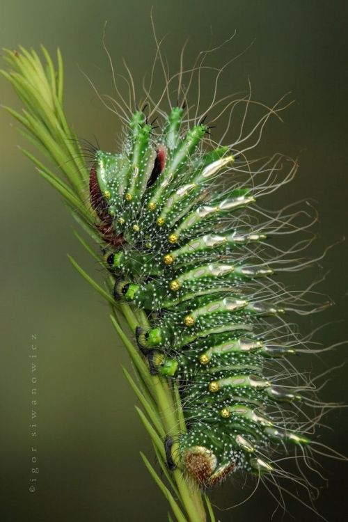 Caterpillar of Actias dubernardi - Chinese luna moth by Igor Siwanowicz