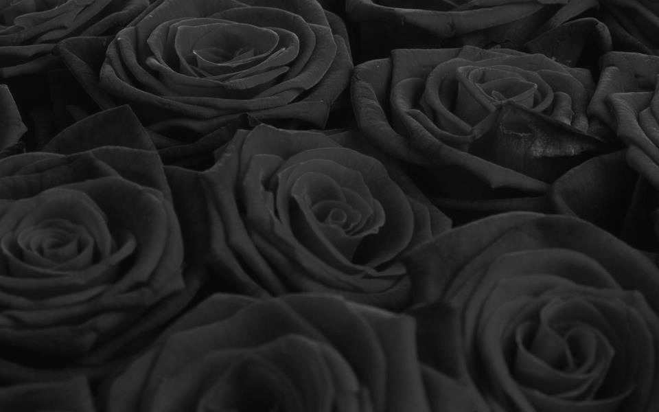 swapnil1690:  Deep red roses shot in B&amp;W.