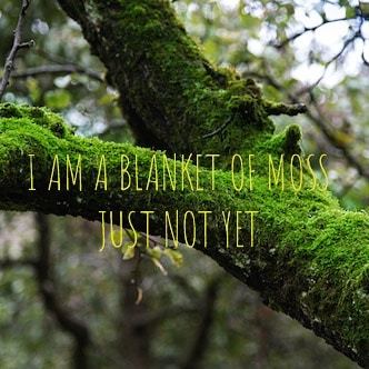 I am a blanket of moss - just not yet. . . . #saturdaynight #saturdayvibes #meditation #contemplatio