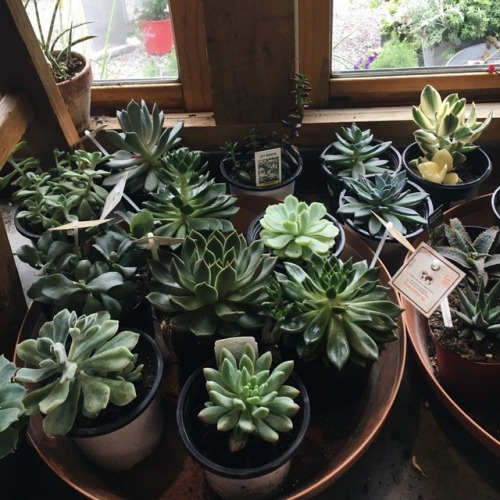 silvavocat: found the cutest lil plant shop today