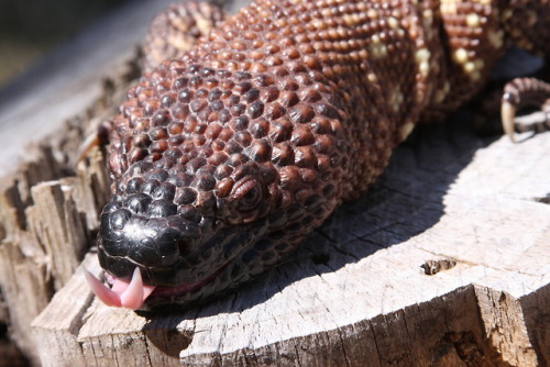 Today I learned that beaded lizard’s are actually incredibly photogenic.