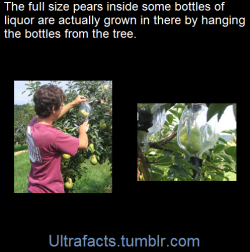 ultrafacts:    When the pear blossoms drop