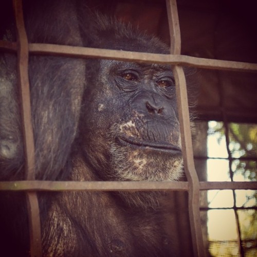 The chimpanzees have all been appreciating this beautiful day. Tous les chimpanzés apprécient énormément cette belle journée.
#faunachimps #maya #chimpanzee #caregiverpics #autumn #relax #tgif