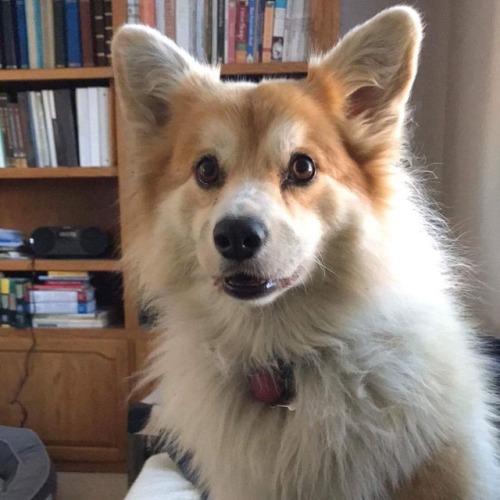 #corgi #fluffycorgi