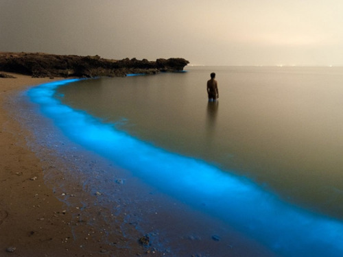 sixpencee:  Hundreds of tiny star-like bioluminescent phytoplankton shining brightly near the shores