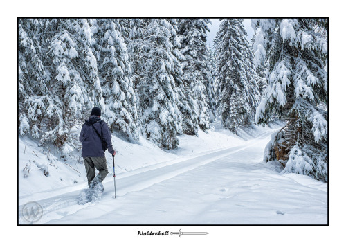 waldrebell:Innerhalb von 2 Tagen ist hier bei uns im nördlichen Schwarzwald 40-50 cm Schnee gefallen