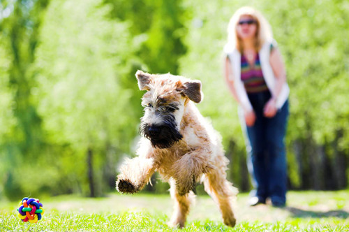 Pet sitter dog walker