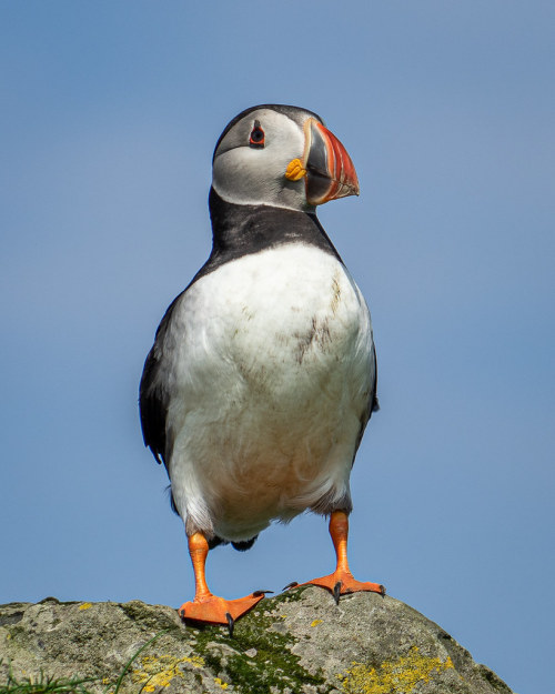 Puffin of Mykines (in Explore) by alessandrorossini.com Thanks for your faves and comments! Follow m