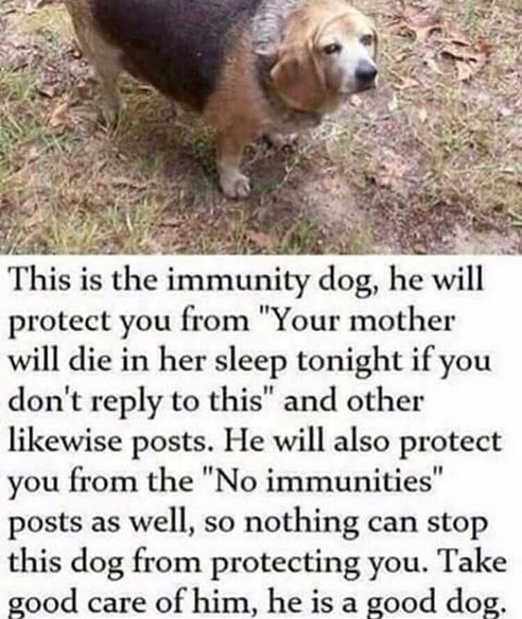doggos-with-jobs:  Immunity doggo