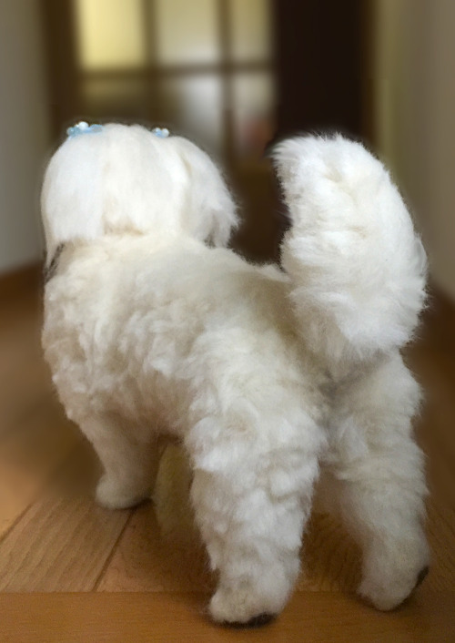 It is a pi-chan of fluffy Pekingese.Recently, I have gone to heaven.I made a needle felt at the requ