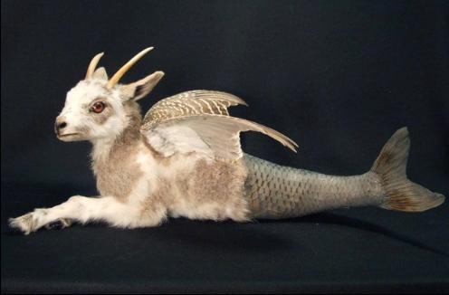 sixpenceee:  The most bizarre taxidermies I found on the internet 