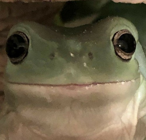 Frogcore