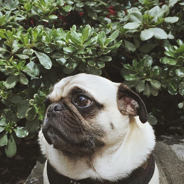 healthycutedogpuppieslivelonger:  healthycutedogpuppieslivelonger:  homerjaypug: