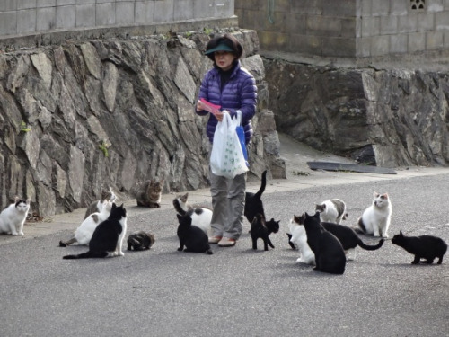 kotakucom:  Japan has not one, but two places that are referred to as “Cat Island.” Can you guess what’s special about them? (It has to do with cats.)